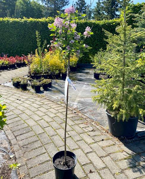 Lilak  Palibin sztam  poj. C7