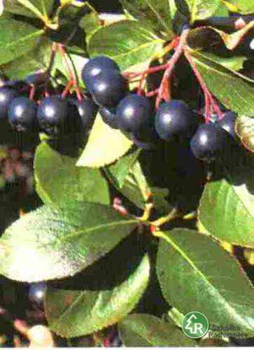 Aronia sztam poj.