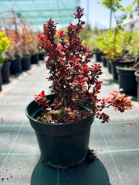 Berberys th. Atropurpurea Nana poj. C2