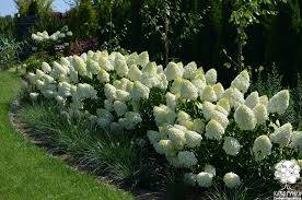 Hortensja Polar Bear - Miś Polarny  poj. C3