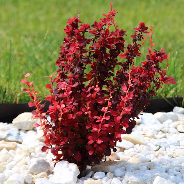 Berberys th.Red Rocket poj. C2