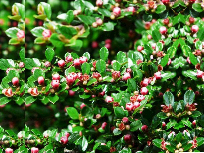 Irga lśniąca poj. C3