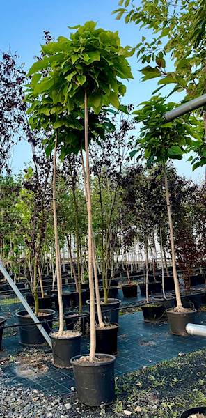 Katalpa Nana poj  obw. 14-16