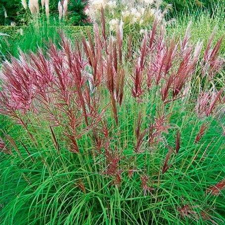 Miskant Red Chief  poj. C2