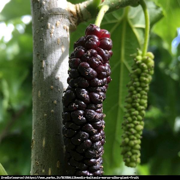 Morwa biała Giand Fruit poj C5
