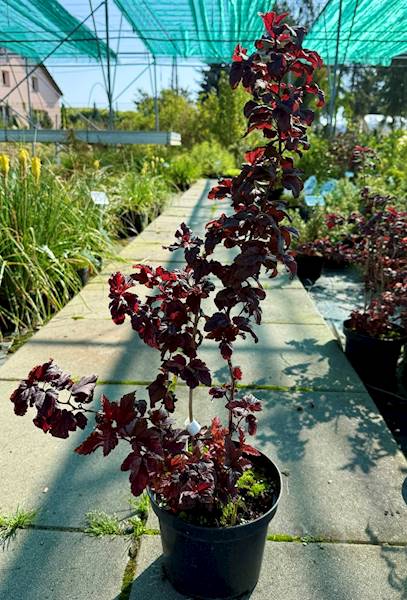 Pęcherznica kalinolistna Little Joker poj. C3