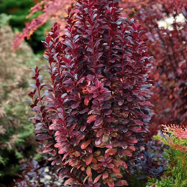 Berberys th. Hellmond Pillar poj. C2