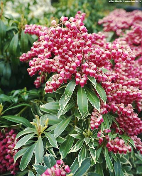 Pieris  Polar  poj. 