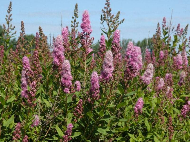 Tawuła bilardii  poj. C2