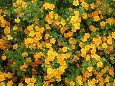 Pięciornik krzewiasty oranger  poj. C2