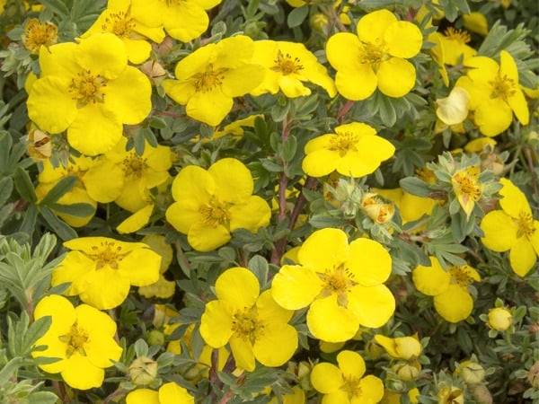 Pięciornik krzewiasty goldteppich poj. C2