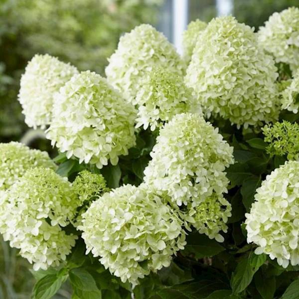 Hortensja Little Spooky poj. C2