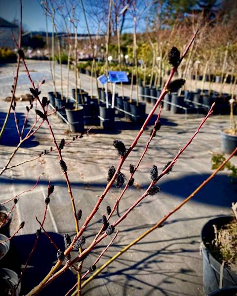 Wierzba czarne bazie  poj C2