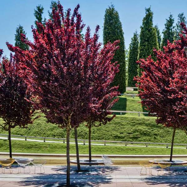 Śliwa Pisardii poj.200-250