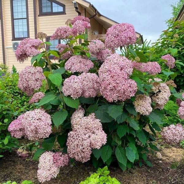 Hortensja bukietowa bobblegum poj. C3