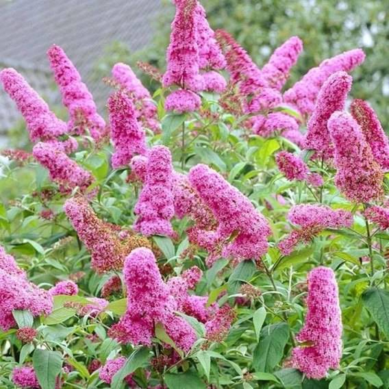 Budleja dav. Pink Delight poj. C3