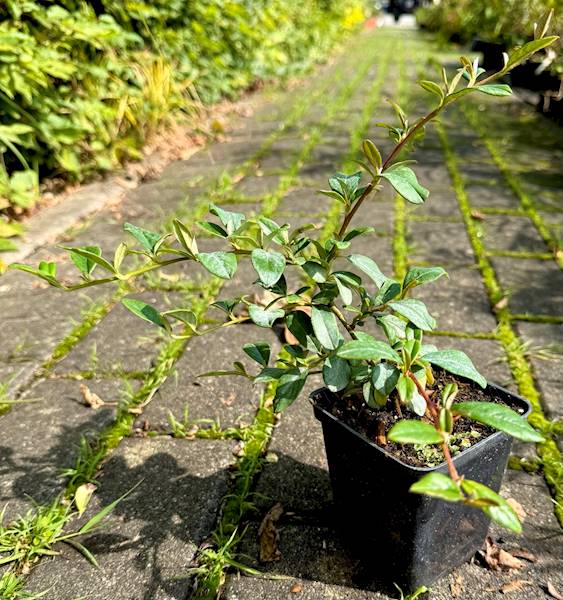 Irga dammera poj. P9