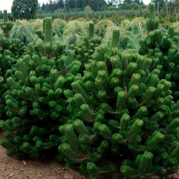 Sosna Oregon Green poj. C5