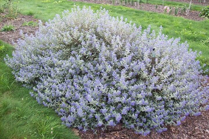 Barbula Sterling Silver poj. C2