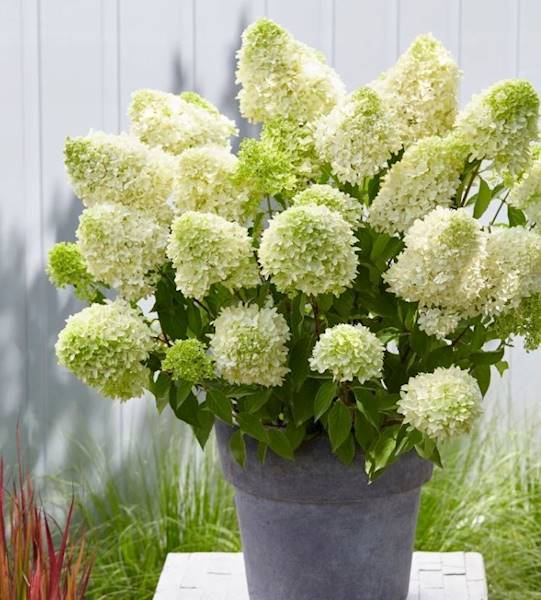 Hortensja kosmata Hot Chocolate PBR poj. C2