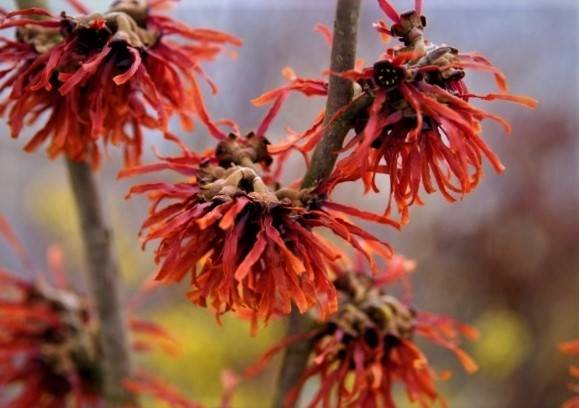 Oczar Feuerzauber poj. C2