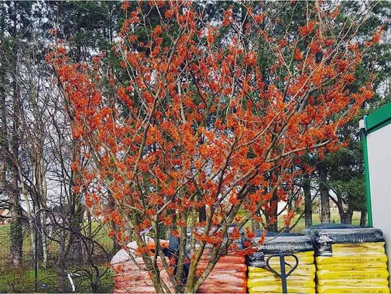 Oczar Aphrodite poj. C2