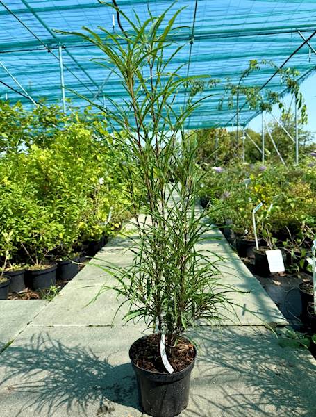 Kruszyna Ron Wiliams poj C2