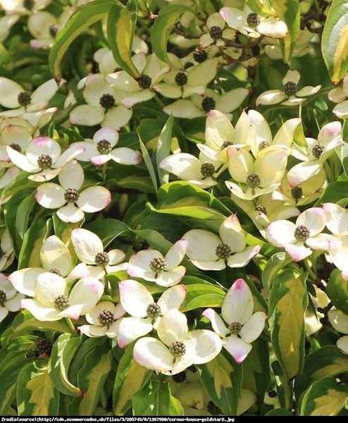 Dereń Stardurst poj. C2