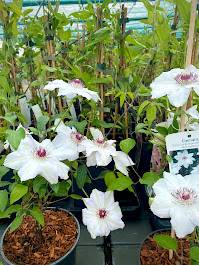 Powojnik Miss Bateman- biały   poj. C2