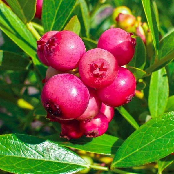 Borówka Pink Blue Berry poj. C2