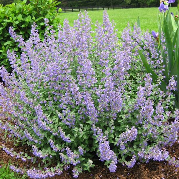 Kocimiętka Six Hill s Giantr poj. 