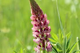 Łubin Russel Gallery Rose  poj. P11