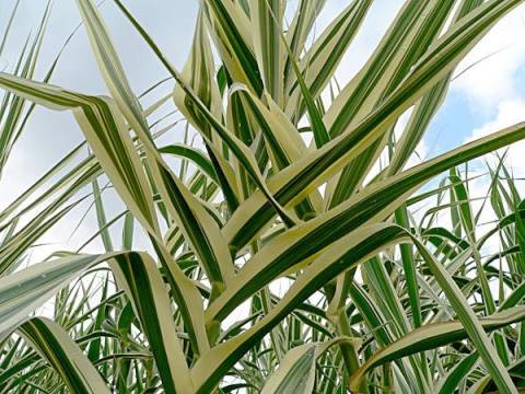 Arundo variegata