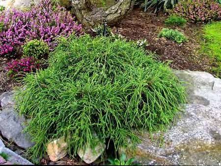 Cyprysik filifera Nana C2