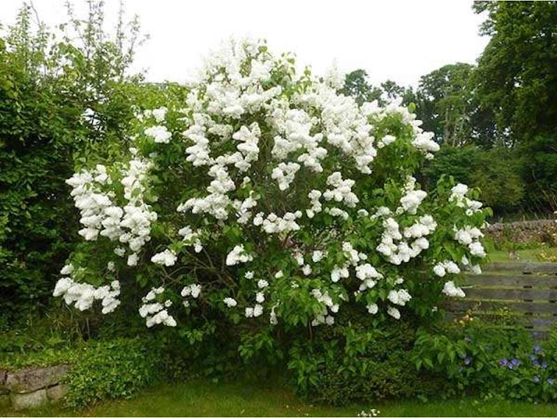 Lilak  kanadyjski Agnes Smith-  poj. C2