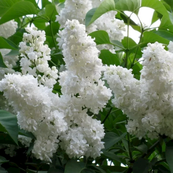 Lilak  Mme Florent Stepman poj. C2