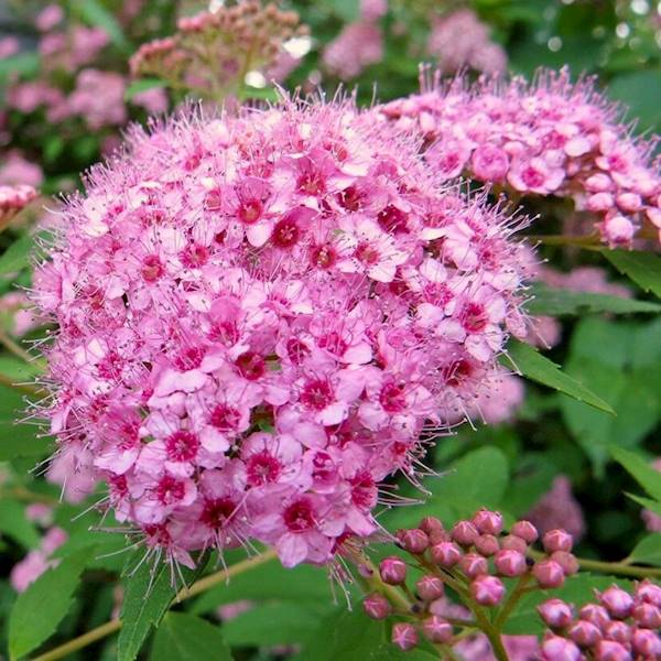 Tawuła brzozolistna Pink Sparker poj. C2