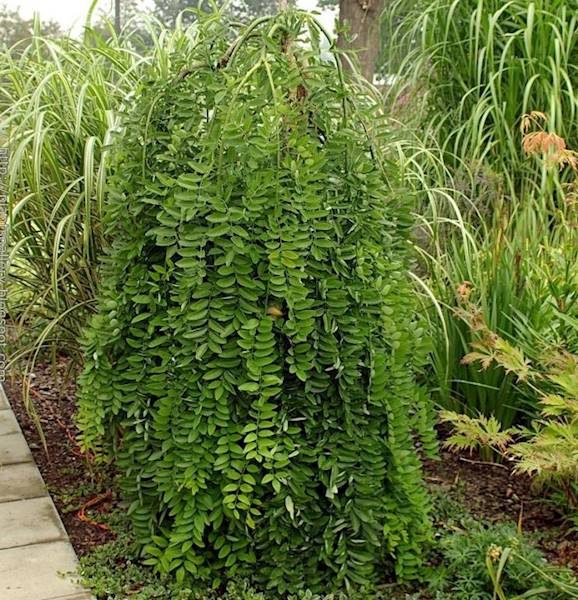 Perełkowiec pendula