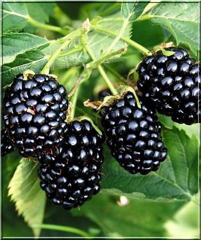 Jeżyna bezkolcowa Orkan poj C5