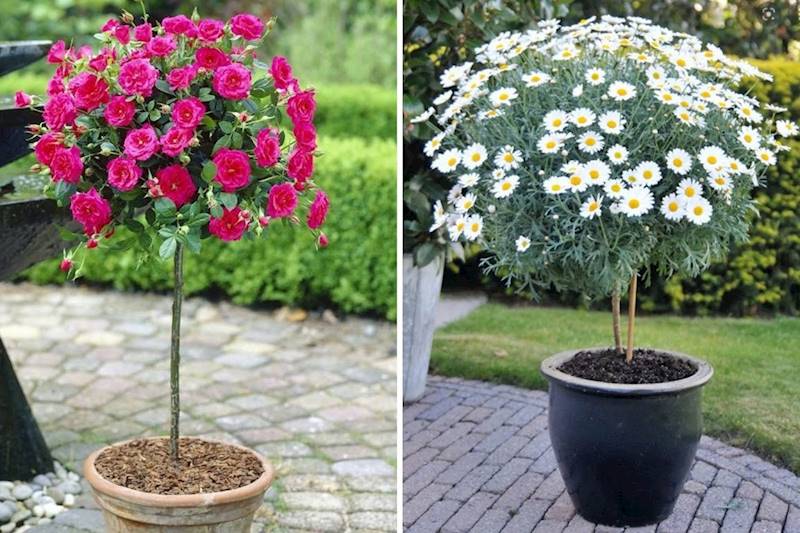 Margaretka Sztam  poj. C5