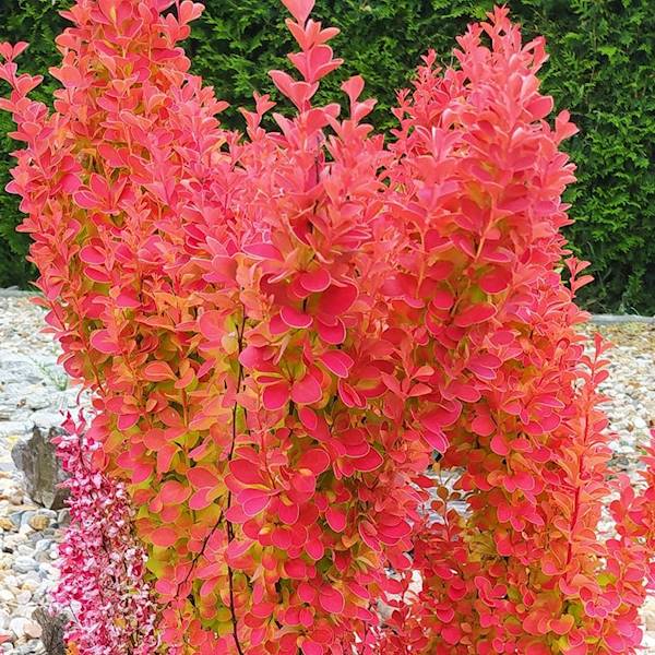 Berberys Orange Sunrise poj. C2