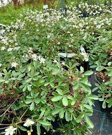 Pięciornik trójząbkowy Nuuk poj. C2