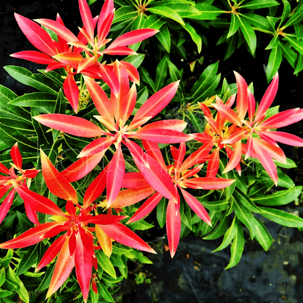Pieris  Forest Flame poj. C2