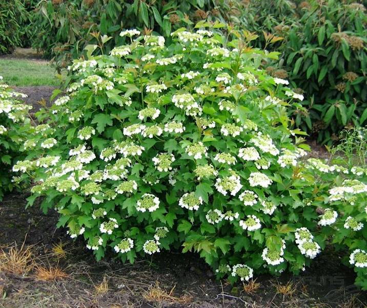 Kalina koralowa compactum aureum