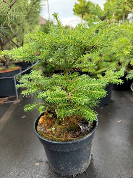 Jodła koreańska obw 6-8