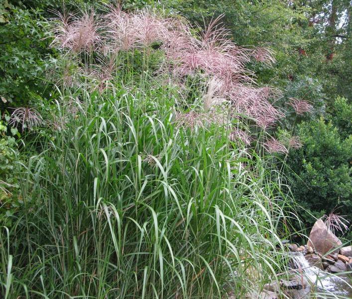 miskant Giganteus Floribules  poj. C2