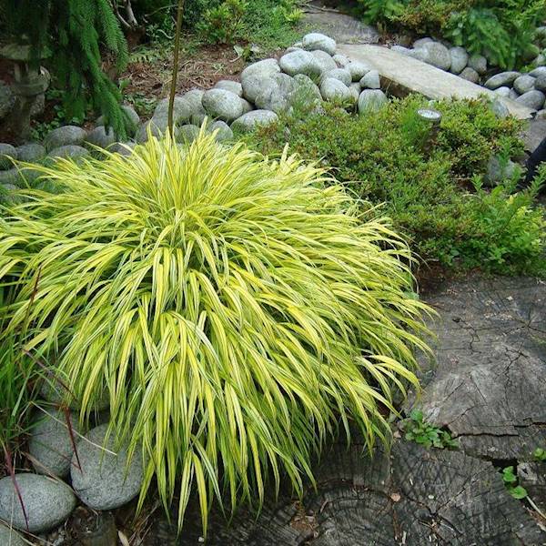 Hakonechloa Macra  poj. C2