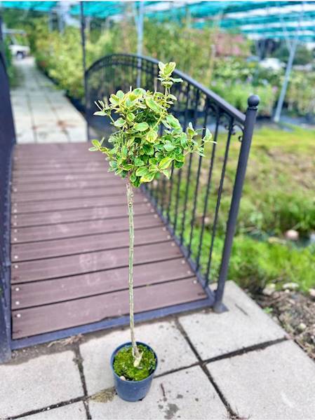 Trzmielina sztam poj.