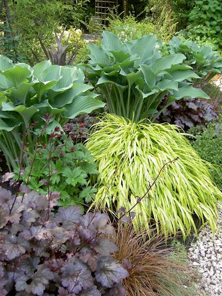 Hakonechloa Aureola  poj. C2