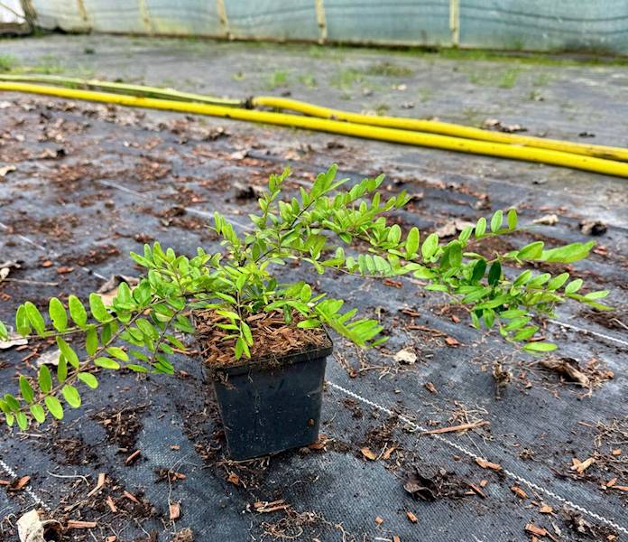 Suchodrzew chiński poj. P9